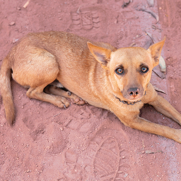 International Dog Day